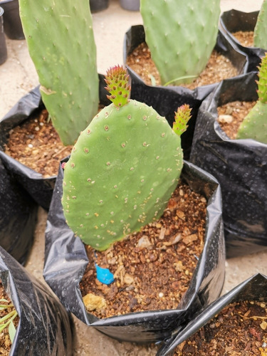 Nopal De Castilla El Comestibleopuntia Ficus Indica (Usado)