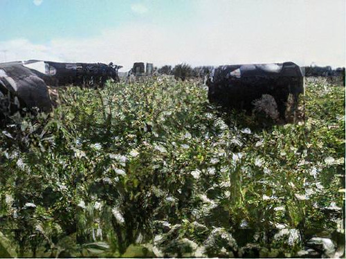 Sorgo Al Precioso - Grãos Silo E Pasto 3kg De Sementes