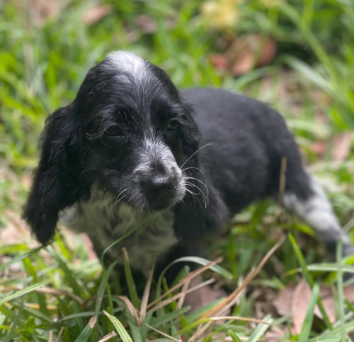 Cachorro Cocker Spaniel Ingles Machito