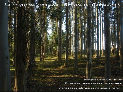 Imagen 4 de 11 de Campo En Venta Otras 5 Hectáreas