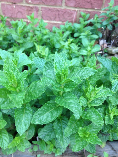 Menta 100 Gr, Erva Seca Para Chá