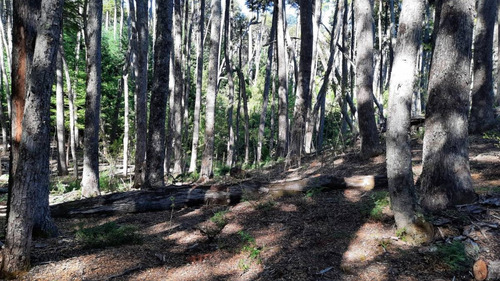 Imagen 19 de 22 de Venta Lote 1700 M2 En Bosque Villa La Angostura