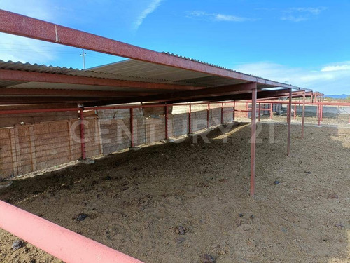 Imagen 9 de 24 de Rancho En Venta Cd. Guerrero, Chihuahua.
