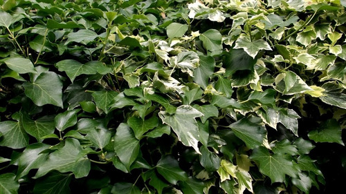 Espinheira Santa Erva Seca Para Chá 100 Gr