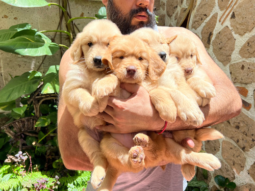 Cachorros Golden Retriever Con Microchip.