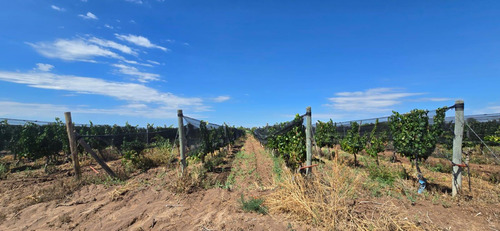 Venta Finca El Carrizal