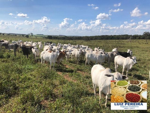 Fazenda À Venda Em Camapuã - Ms - De 830 Hectares (pecuária) - 1568