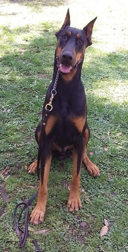 Doberman Con Pédigree - Ofrezco Servicio De Monta