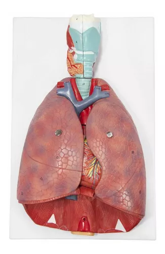 Sistema Cardio Respiratorio Pulmones Corazón Modelo Anatomía