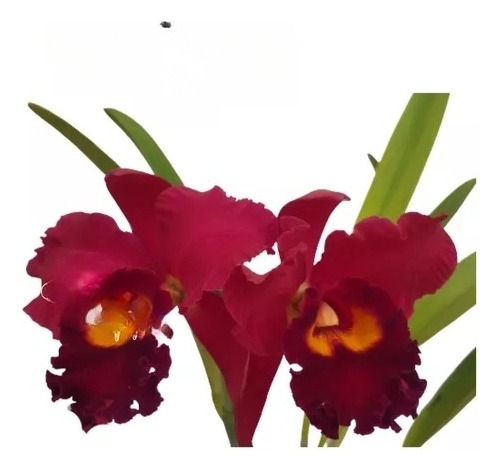 Presente Dia Das Mães Orquídea Florida Ou Com Botão Natural 