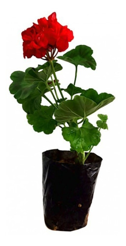 Gerânio Pendente Pelargonium Peltatum Cx Com 12 Mudas | Parcelamento sem  juros