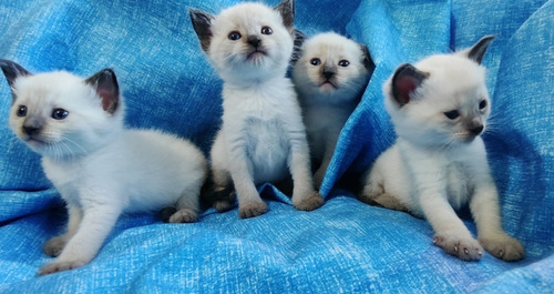 Gatos Siameses