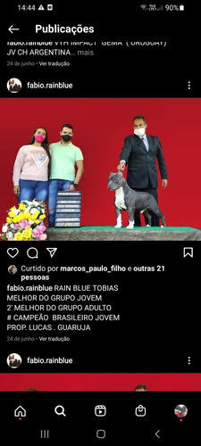 Imagem 3 de 5 de Vende-se Sêmen De American Bully, Campeão Pela Kcsp