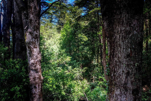 1 Hectárea Con Río Y Bosque | Tinquilco - Huerquehue - Pucón