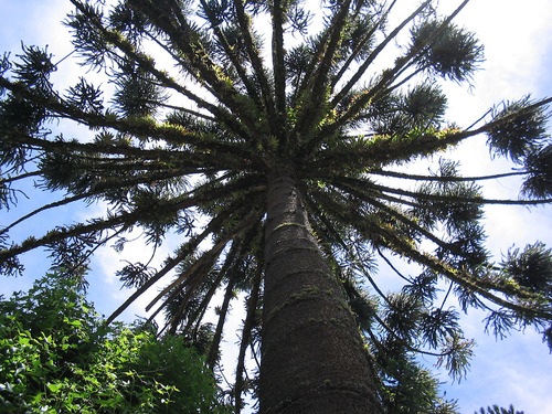 Araucaria Angustifolia: El Guardián De Los Bosques