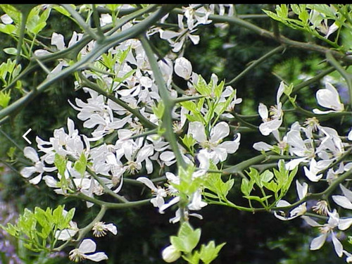Semillas De Naranjo Espinoso O Trifoliata Para Injertos X25