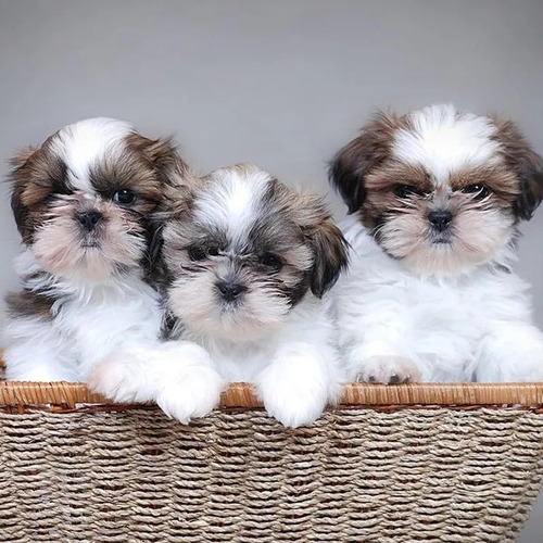 Cachorros Shih Tzu Shitzu Shihtzu Mini !! Hembras