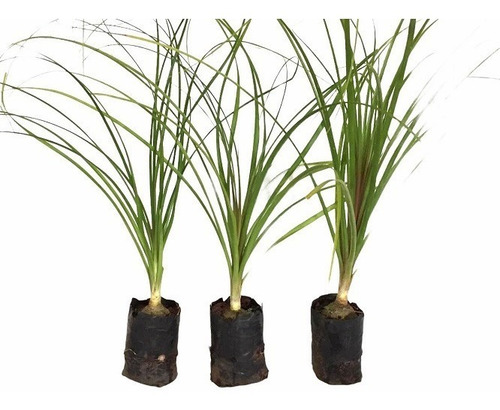 Pata De Elefante - 2 Mudas Com 40 Cm Prontas Para O Plantio.
