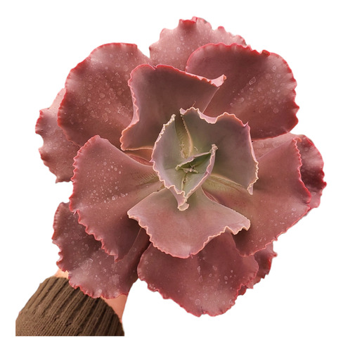 Muda Suculenta Echeveria Gibbiflora Black Rose