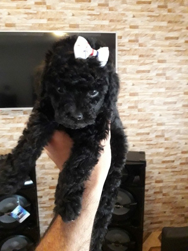 Imagen 6 de 6 de Caniche Hembra