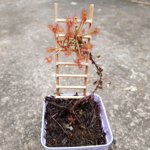 Planta Carnívora: Rocío Del Sol (drosera Madagascariensis)