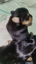 Comprar Cachorra Yorkshire Terrier -  Yorkie En Venta