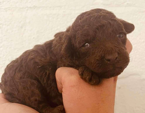 Imagen 5 de 8 de Caniche Chocolate Disponible Macho