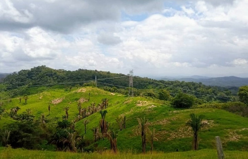 Imagen 6 de 30 de Vendo Finca En Tocuyito Vía Cachinche ( Dt )