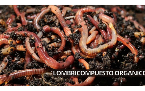 Imagen 3 de 5 de Lombricompuesto Orgánica Pura - Paquete X 2 Kilos