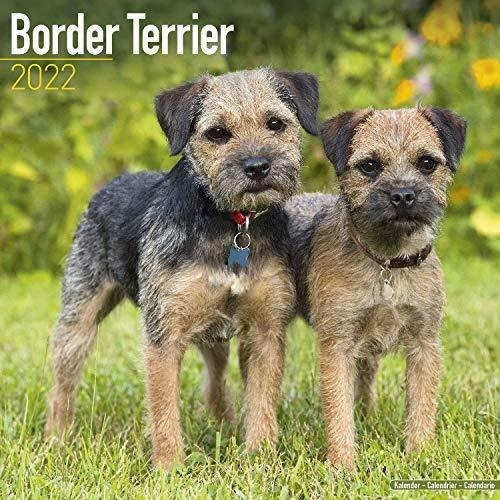 Border Terrier Calendar - Dog Breed Calendars - 2021