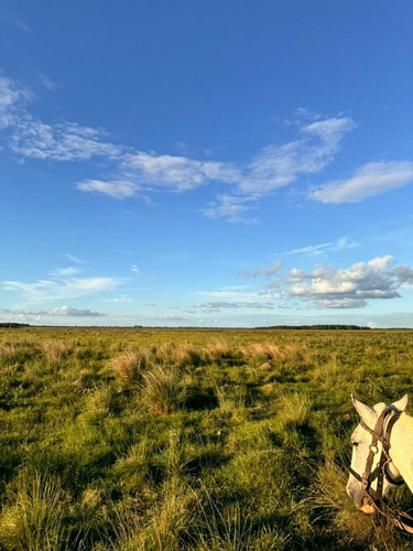 Campo En Saladas, Corrientes 409 Ha. Mixto. Sobre Ruta 118 - Venta
