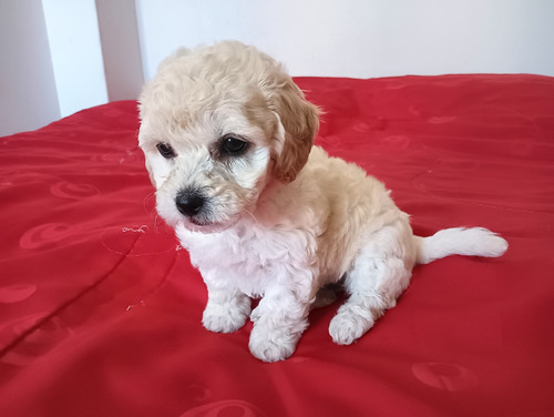 Freech Poodle