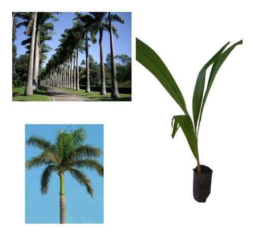 Muda De Palmeira-imperial  Roystonea Oleracea