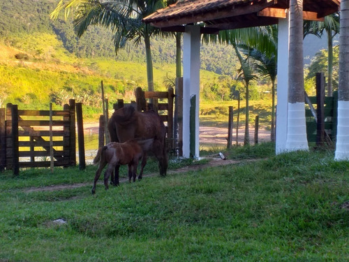 Imagem 9 de 15 de Sítio De 11 Alqueires-bairro Povo Grande- Iporanga-sp