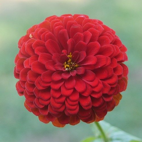 Sementes De Zinnia Dahliaflora Vermelha | MercadoLivre