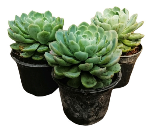 Suculenta Echeveria Elegans Set 3 Piezas M6 Pulgadas