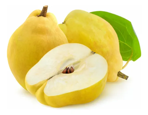 comprar Membrillo Lúcuma Árbol Gratis  A Rm No Envio A Regiones