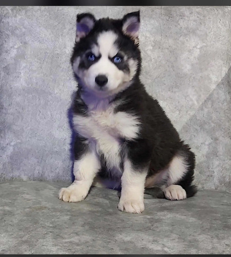 Imagem 2 de 4 de Husky Siberiano