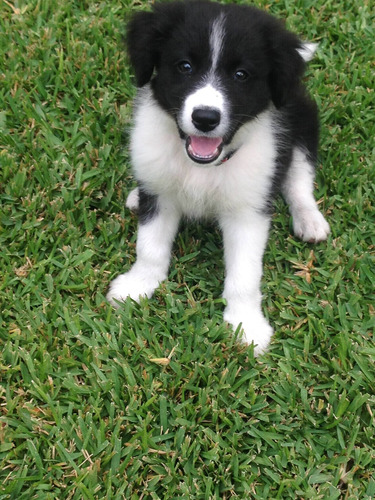 Cachorro Border Collie 04