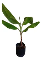 Comprar 1 Platano Macho Enano
