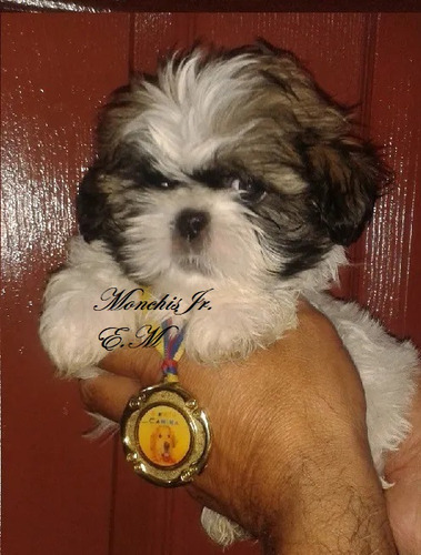 Shitzu Cachorros Mini Toy Vacunados Garantìa De Pureza