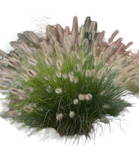 Semillas De Cola De Zorro O Pennisetum Alba X 25 Unid.