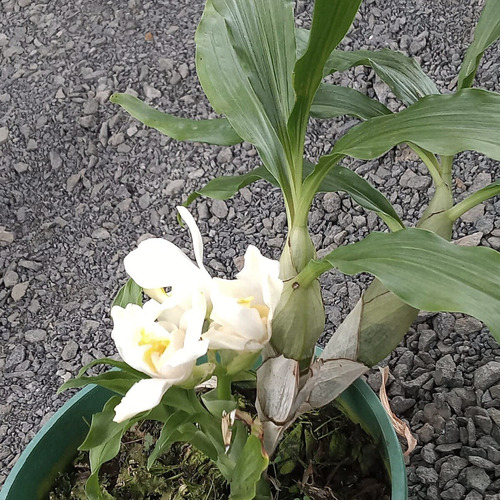 Orquídea Rara Exótica Chysis Bractescens (muda Sem Flor) | Frete grátis