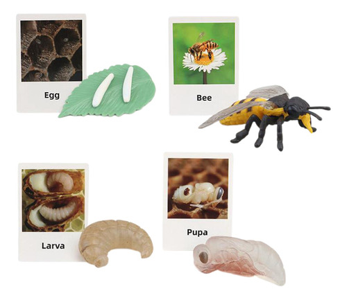 Figuras Educativas Del Ciclo De Crecimiento Animal Del