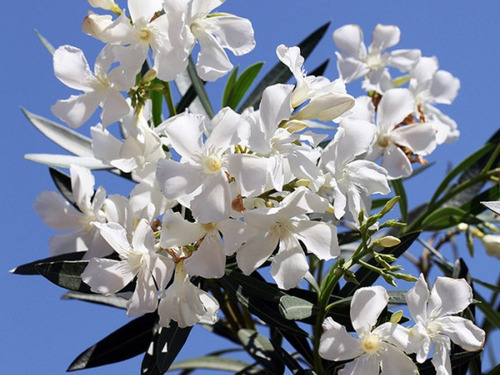 Planta De Laurel De Flor X 10 Lts Exterior