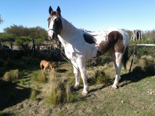 Imagen 4 de 19 de Campo 5000 Ha En El Dpto. Limay Mahuida- La Pampa