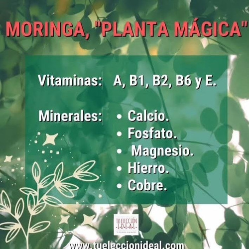 Té De Moringa Caja 25 Bolsas - Unidad a $740