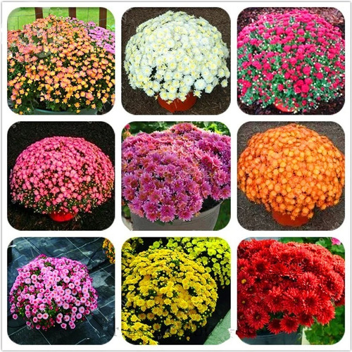 100 Semillas De Crisantemo Mix De Colores  