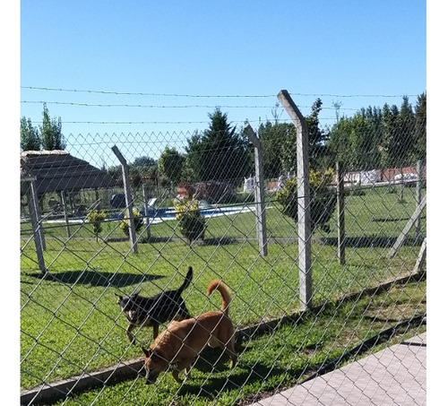 Club De Campo Canino, Razas Medianas