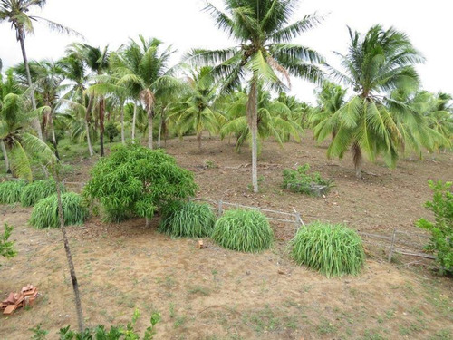 Imagem 12 de 15 de Fazenda Para Venda Em Mata De São João, Zona Rural, 3 Dormitórios, 1 Suíte, 2 Banheiros, 99 Vagas - 345_1-1401387